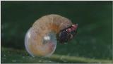 D:\Microcosmos\Caterpillar hatches] [03/22] - 130.jpg (1/1) (Video Capture)