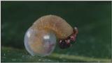 D:\Microcosmos\Caterpillar hatches] [03/22] - 130.jpg (1/1) (Video Capture)
