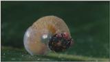 D:\Microcosmos\Caterpillar hatches] [03/22] - 130.jpg (1/1) (Video Capture)