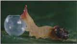 D:\Microcosmos\Caterpillar hatches] [03/22] - 130.jpg (1/1) (Video Capture)