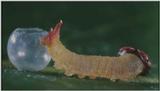 D:\Microcosmos\Caterpillar hatches] [03/22] - 130.jpg (1/1) (Video Capture)