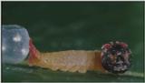 D:\Microcosmos\Caterpillar hatches] [03/22] - 130.jpg (1/1) (Video Capture)