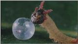 D:\Microcosmos\Caterpillar hatches] [03/22] - 130.jpg (1/1) (Video Capture)