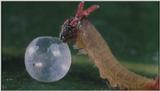 D:\Microcosmos\Caterpillar hatches] [03/22] - 130.jpg (1/1) (Video Capture)