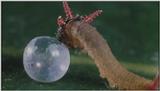 D:\Microcosmos\Caterpillar hatches] [03/22] - 130.jpg (1/1) (Video Capture)