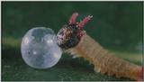D:\Microcosmos\Caterpillar hatches] [03/22] - 130.jpg (1/1) (Video Capture)