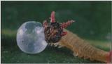 D:\Microcosmos\Caterpillar hatches] [03/22] - 130.jpg (1/1) (Video Capture)