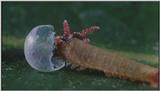 D:\Microcosmos\Caterpillar hatches] [03/22] - 130.jpg (1/1) (Video Capture)
