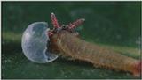 D:\Microcosmos\Caterpillar hatches] [03/22] - 130.jpg (1/1) (Video Capture)