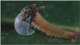 D:\Microcosmos\Caterpillar hatches] [03/22] - 130.jpg (1/1) (Video Capture)