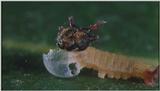 D:\Microcosmos\Caterpillar hatches] [03/22] - 130.jpg (1/1) (Video Capture)