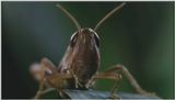 D:\Microcosmos\Grasshopper [1/3] - 010.jpg (1/1) (Video Capture)