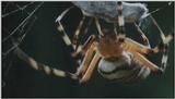 D:\Microcosmos\Spider] [3/8] - 152.jpg (1/1) (Video Capture)