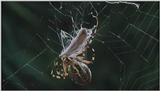 D:\Microcosmos\Spider] [1/8] - 152.jpg (1/1) (Video Capture)