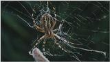 D:\Microcosmos\Spider] [1/8] - 152.jpg (1/1) (Video Capture)