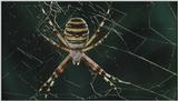 D:\Microcosmos\Spider] [1/8] - 152.jpg (1/1) (Video Capture)