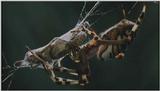 D:\Microcosmos\Spider] [1/8] - 152.jpg (1/1) (Video Capture)