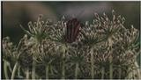 D:\Microcosmos\Unknown] [01/13] - 001.jpg (1/1) (Video Capture)