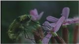 D:\Microcosmos\Honeybee] [08/10] - 160.jpg (1/1) (Video Capture)