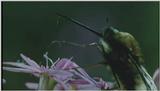 D:\Microcosmos\Honeybee] [08/10] - 160.jpg (1/1) (Video Capture)
