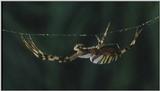 D:\Microcosmos\Spider] [1/8] - 152.jpg (1/1) (Video Capture)