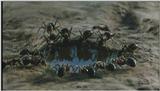 D:\Microcosmos\Ants] [03/10] - 182.jpg (1/1)