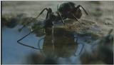 D:\Microcosmos\Ants] [04/10] - 183.jpg (1/1)