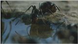 D:\Microcosmos\Ants] [05/10] - 184.jpg (1/1)