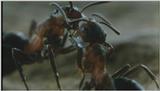 D:\Microcosmos\Ants] [09/10] - 187.jpg (1/1)