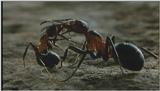 D:\Microcosmos\Ants] [10/10] - 188.jpg (1/1)