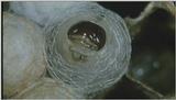 D:\Microcosmos\Polist Wasp] [02/22] - 191.jpg (1/1) (Video Capture)