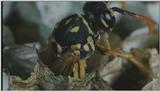D:\Microcosmos\Polist Wasp] [02/22] - 191.jpg (1/1) (Video Capture)