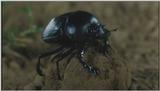 D:\Microcosmos\Dung Beetle] [2/5] - 213.jpg (1/1) (Video Capture)