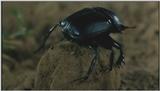 D:\Microcosmos\Dung Beetle] [3/5] - 214.jpg (1/1) (Video Capture)