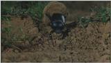 D:\Microcosmos\Dung Beetle] [3/5] - 214.jpg (1/1) (Video Capture)