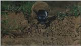 D:\Microcosmos\Dung Beetle] [3/5] - 214.jpg (1/1) (Video Capture)