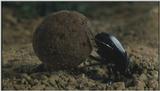 D:\Microcosmos\Dung Beetle] [3/5] - 214.jpg (1/1) (Video Capture)