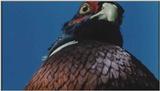 D:\Microcosmos\Pheasant] [1/6] - 217.jpg (1/1) (Video Capture)
