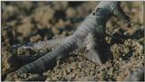 D:\Microcosmos\Pheasant] [1/6] - 217.jpg (1/1) (Video Capture)