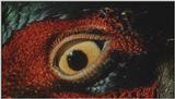 D:\Microcosmos\Pheasant] [1/6] - 217.jpg (1/1) (Video Capture)