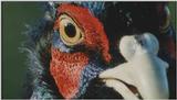 D:\Microcosmos\Pheasant] [1/6] - 217.jpg (1/1) (Video Capture)