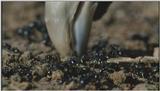 D:\Microcosmos\Pheasant] [1/6] - 217.jpg (1/1) (Video Capture)