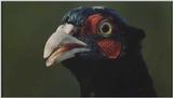 D:\Microcosmos\Pheasant] [1/6] - 217.jpg (1/1) (Video Capture)