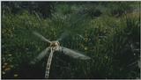 D:\Microcosmos\Dragonfly] [1/8] - 223.jpg (1/1) (Video Capture)