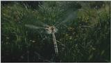D:\Microcosmos\Dragonfly] [1/8] - 223.jpg (1/1) (Video Capture)