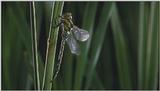 D:\Microcosmos\Dragonfly] [1/8] - 223.jpg (1/1) (Video Capture)