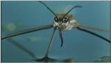 D:\Microcosmos\Pond Skater] [02/11] - 226.jpg (1/1) (Video Capture)