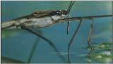 D:\Microcosmos\Pond Skater] [02/11] - 226.jpg (1/1) (Video Capture)