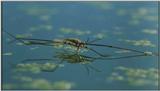 D:\Microcosmos\Pond Skater] [02/11] - 226.jpg (1/1) (Video Capture)