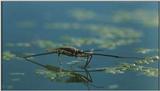 D:\Microcosmos\Pond Skater] [02/11] - 226.jpg (1/1) (Video Capture)